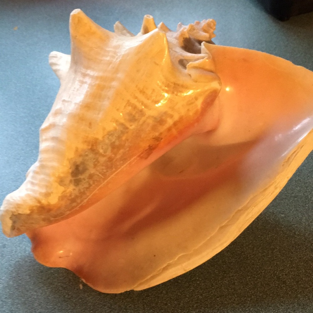 Seashell - Picture 8 of 8